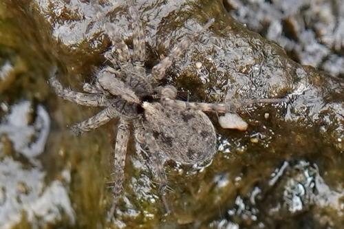 Pardosa sp.